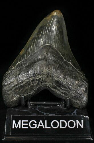 Large Megalodon Tooth - South Carolina #29244